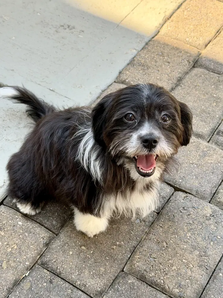 Penny - Shih Tzu
