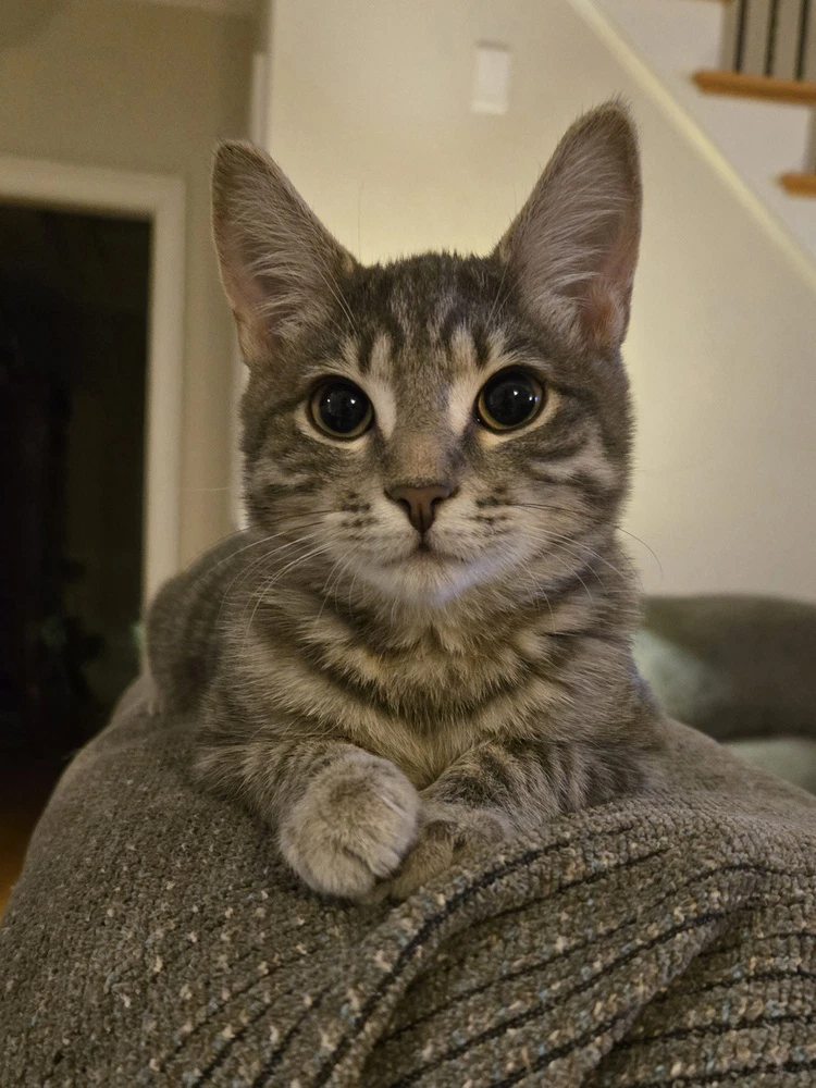 Ella