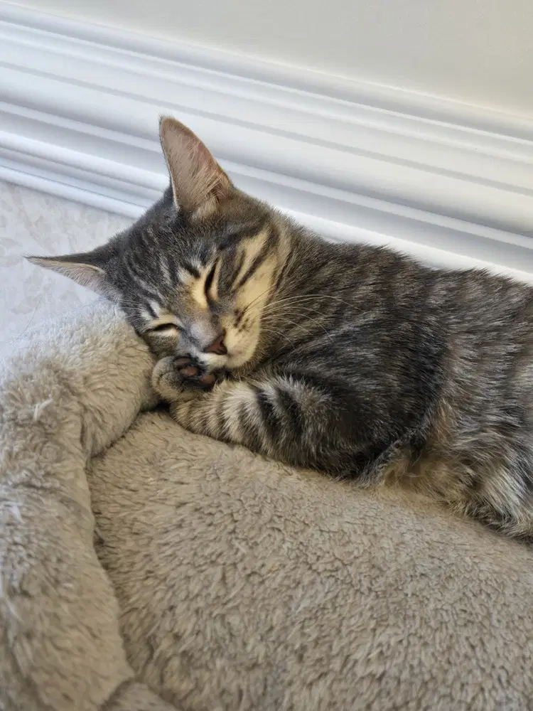 Ella - Domestic Short Hair