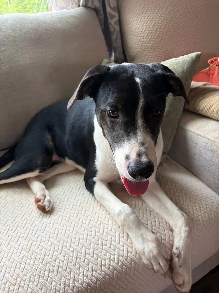 Brody image 3