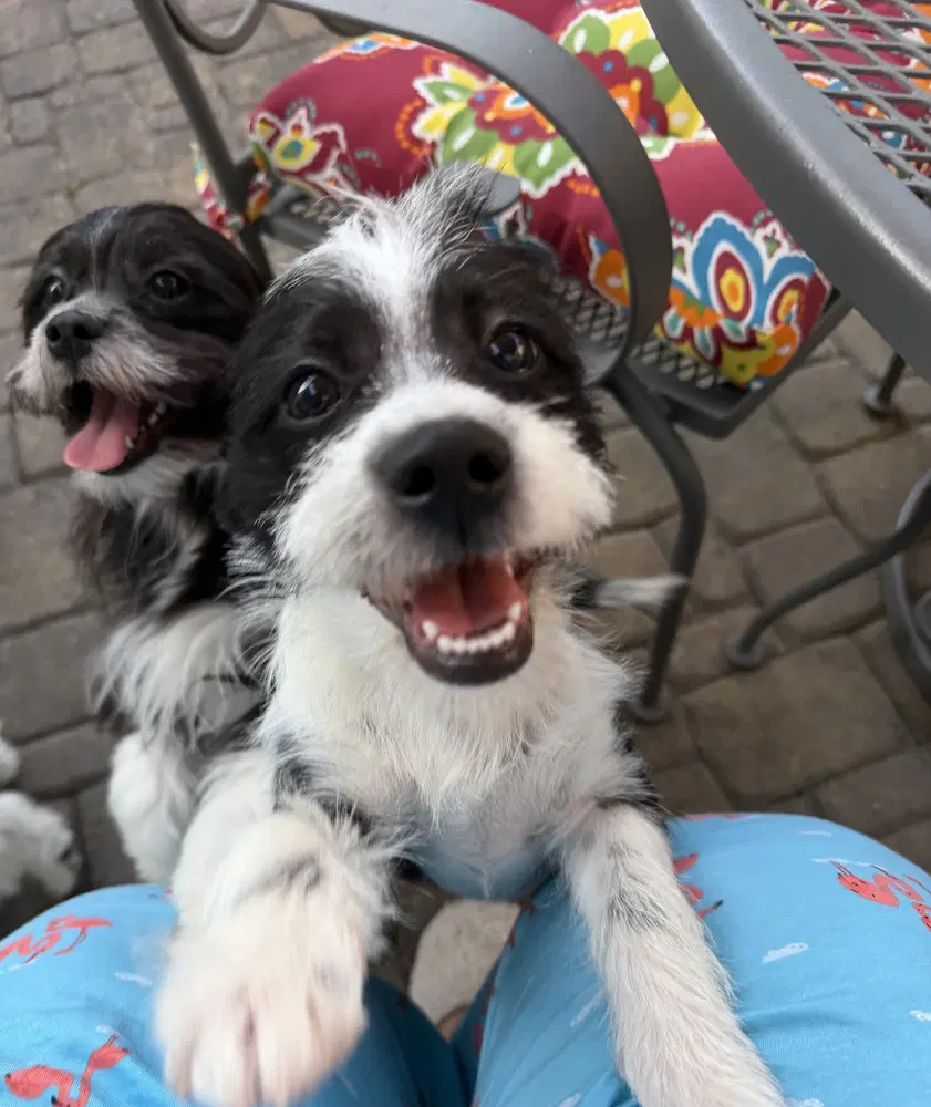 Poppy - Shih Tzu