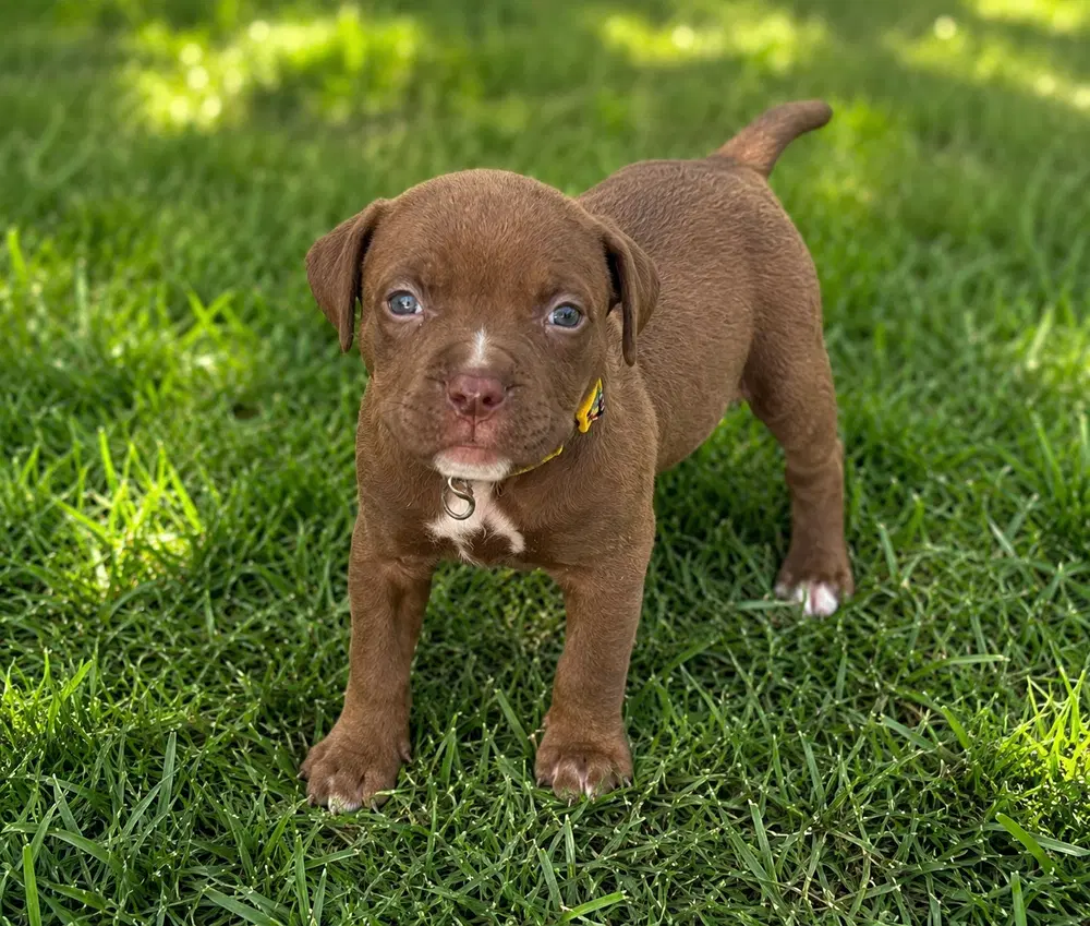 Chance Clay Brownie - Terrier