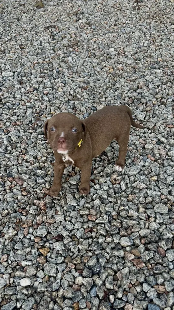 Chance Clay Brownie image 4