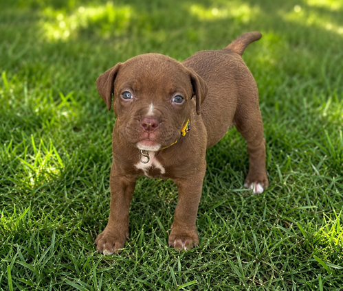 Chance Clay (Brownie) photo 2
