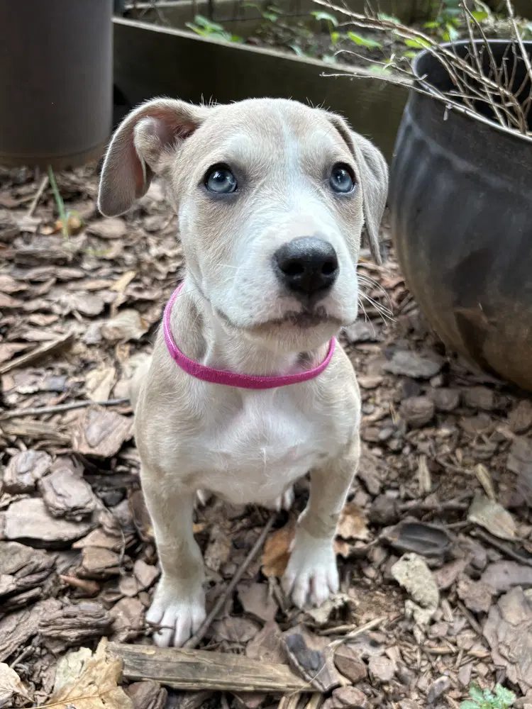 Daisy image 2