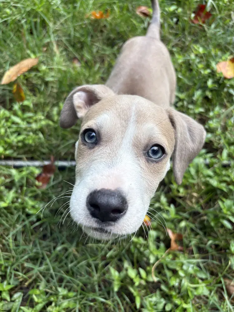 Daisy image 4