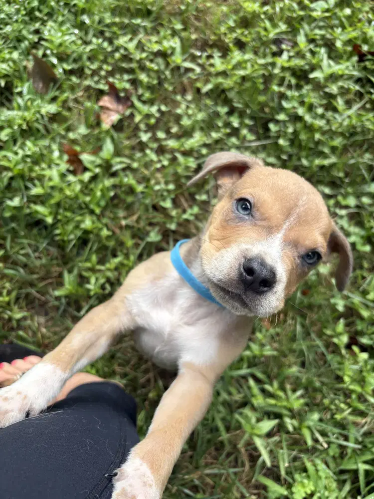 Milo - Boxer