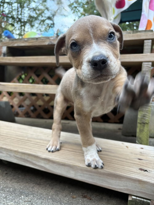 Milo photo 1
