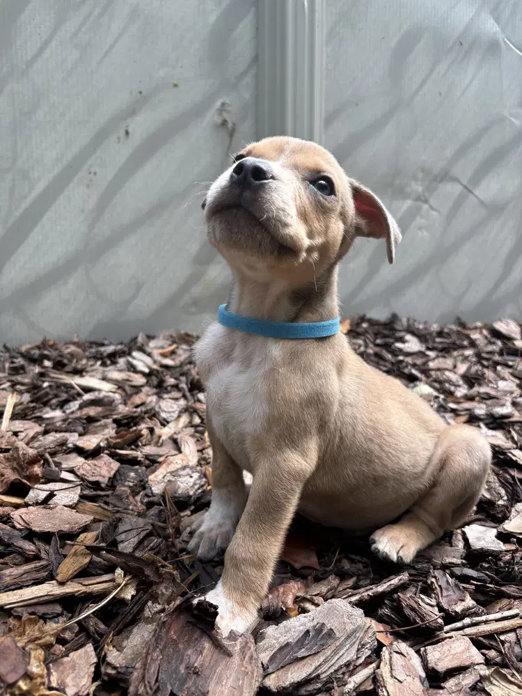 Milo image 4