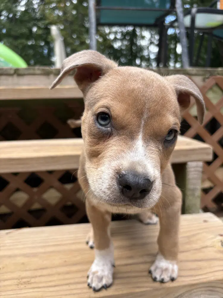 Milo - Boxer