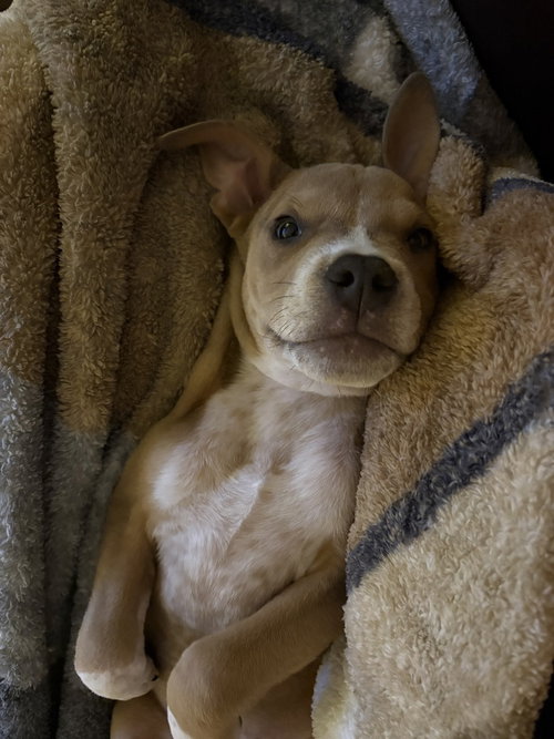 Photo 3 of Milo