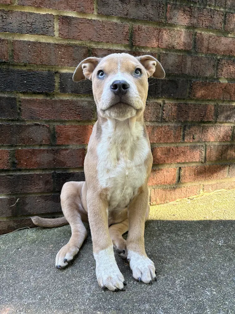 Milo - Boxer