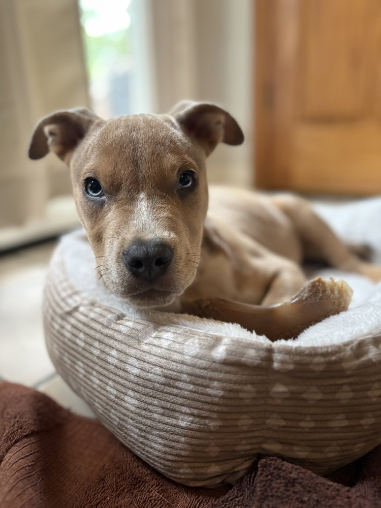 Milo, photo 2