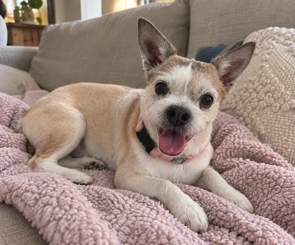 Buster - Rat Terrier