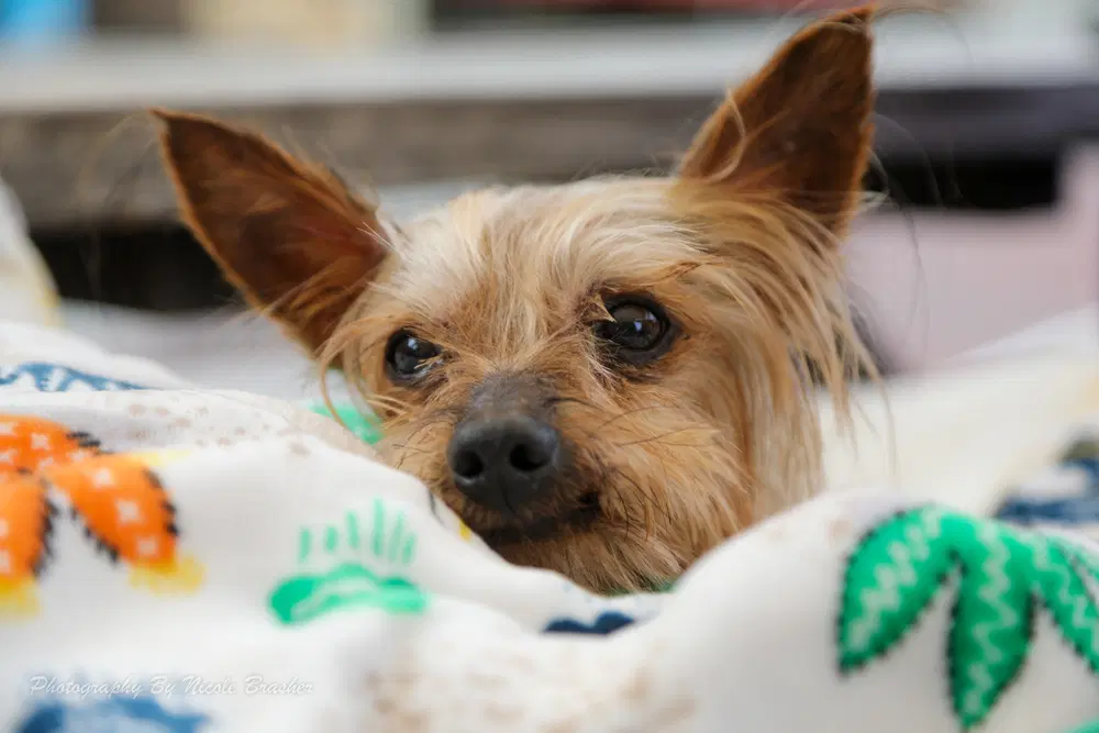 Reggie - Yorkshire Terrier Yorkie