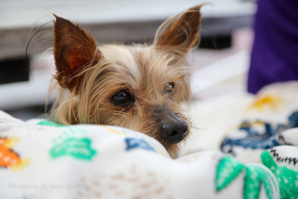 Reggie, photo 2