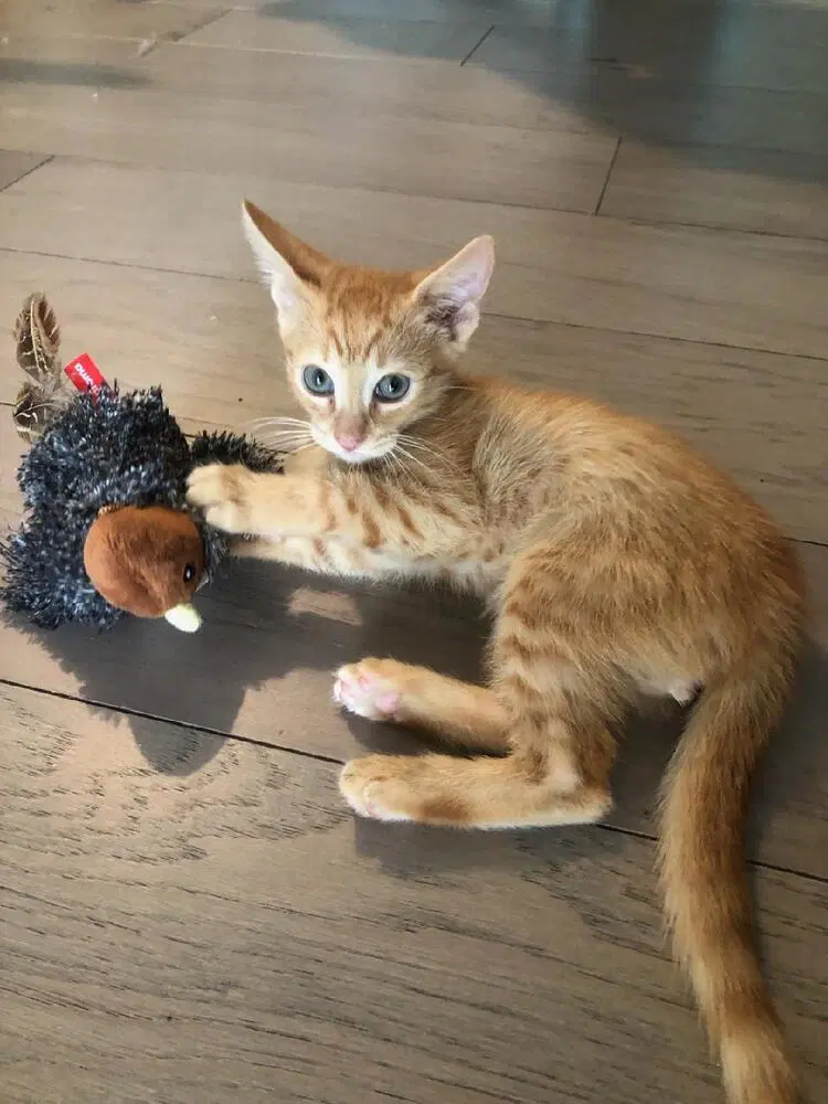 Gingie - Domestic Short Hair