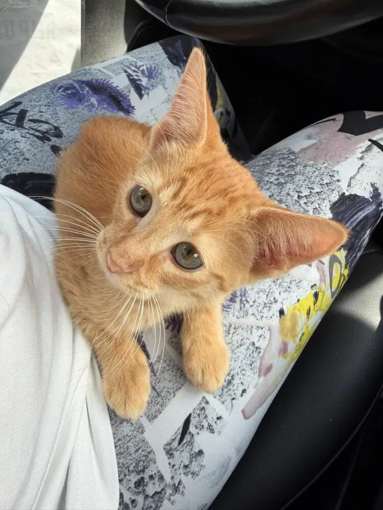 Gingie image 2