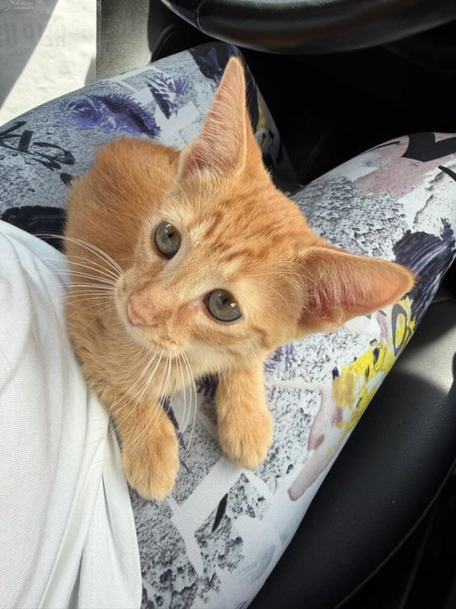 Photo 2 of Gingie