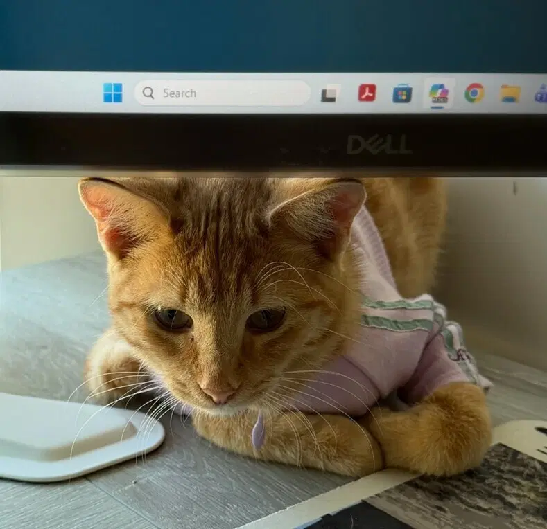 Gingie - Domestic Short Hair