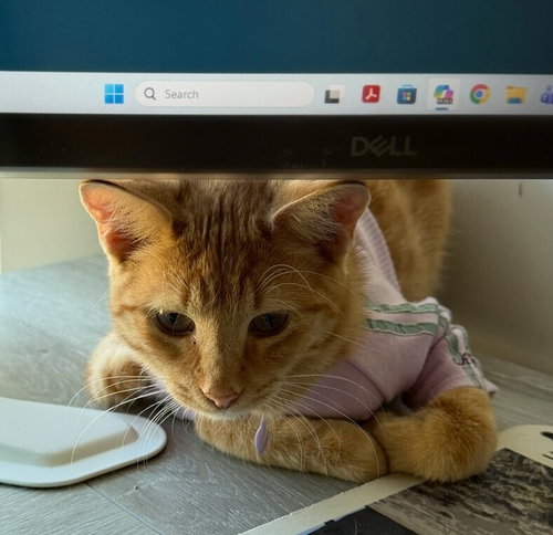 Gingie, a male kitten up for adoption