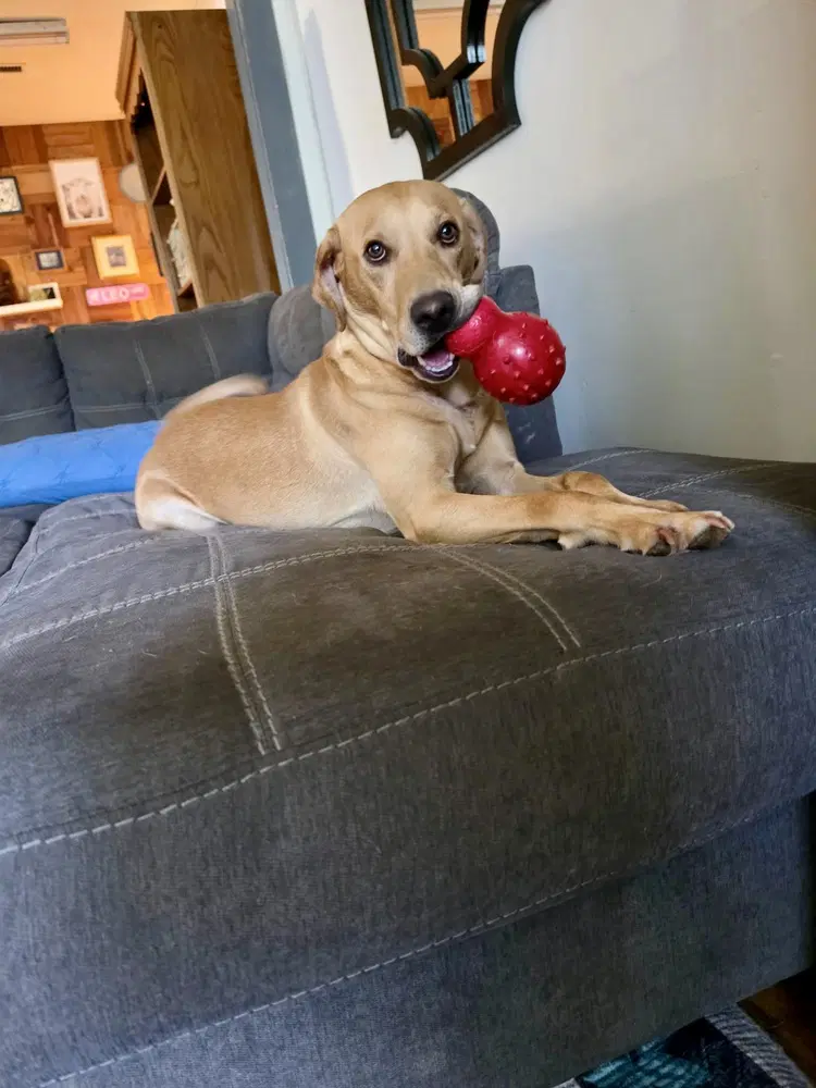 Toby image 3
