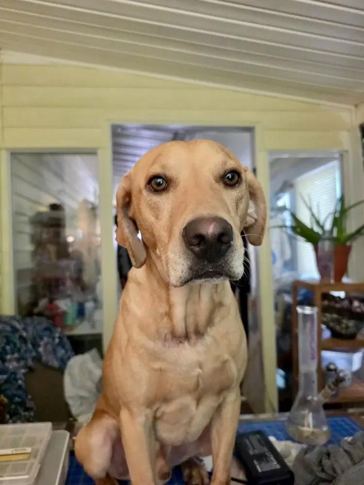 Toby image 4