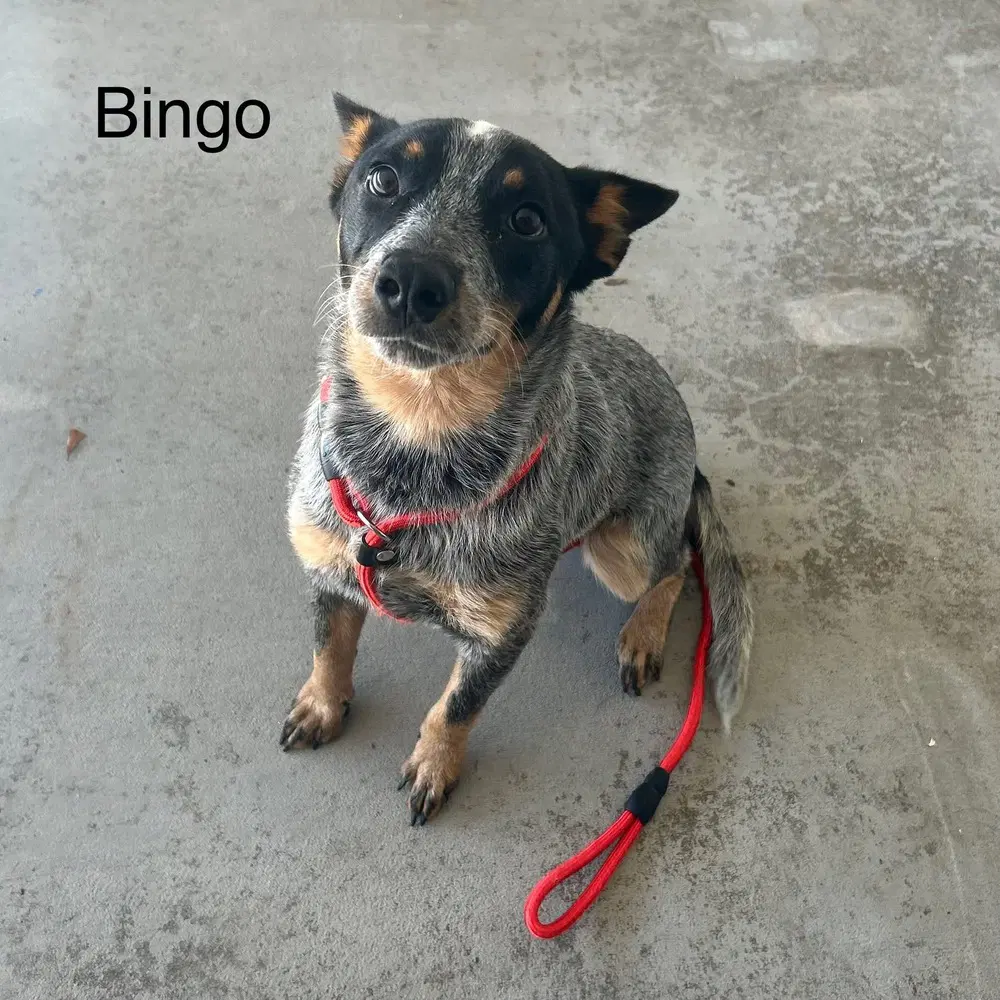 Bingo image 2