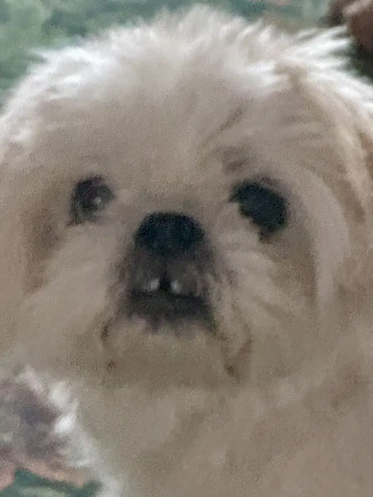 Winnie image 2