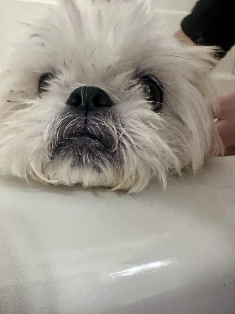 Winnie image 4