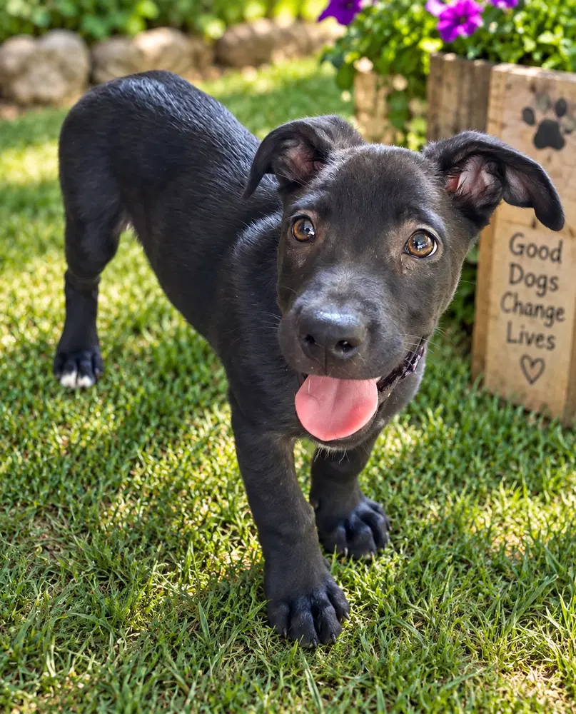 Remi - Terrier