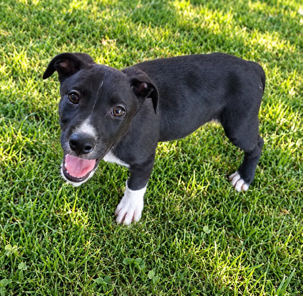 Rocky - Terrier
