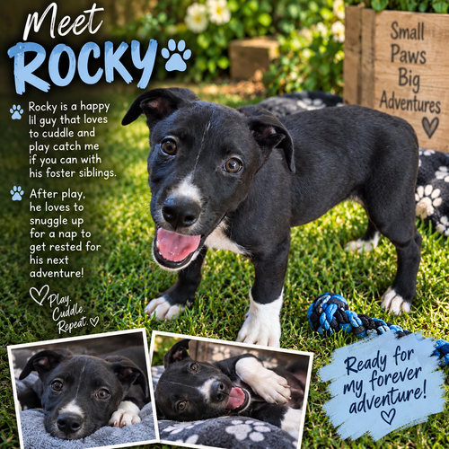 Photo 2 of Rocky