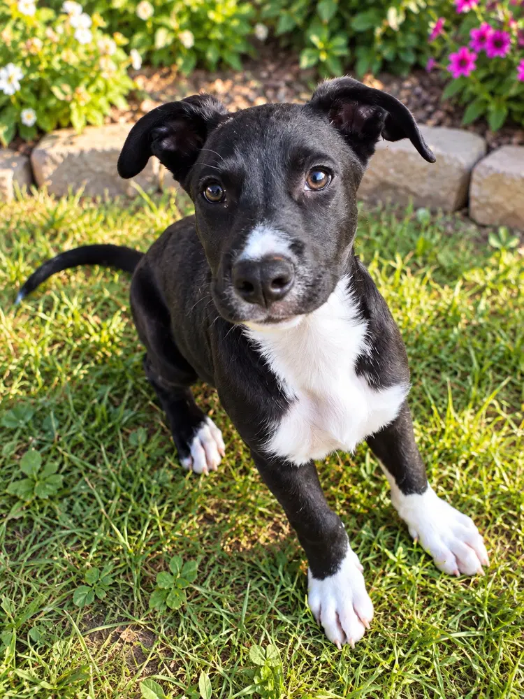 Rocky - Terrier