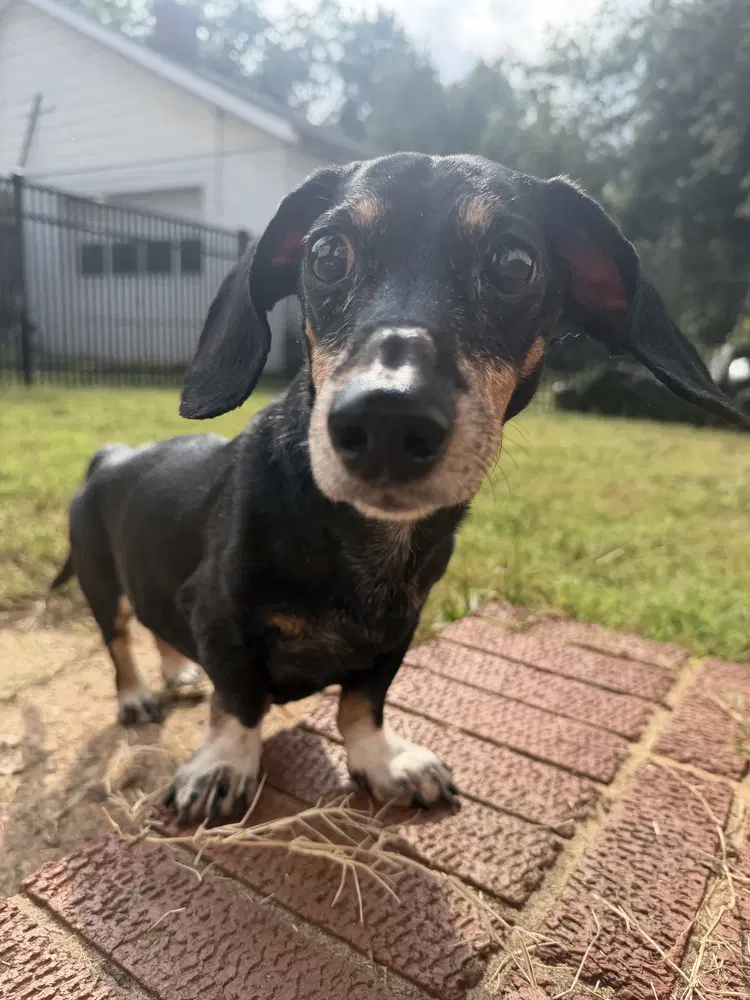 Gus image 2