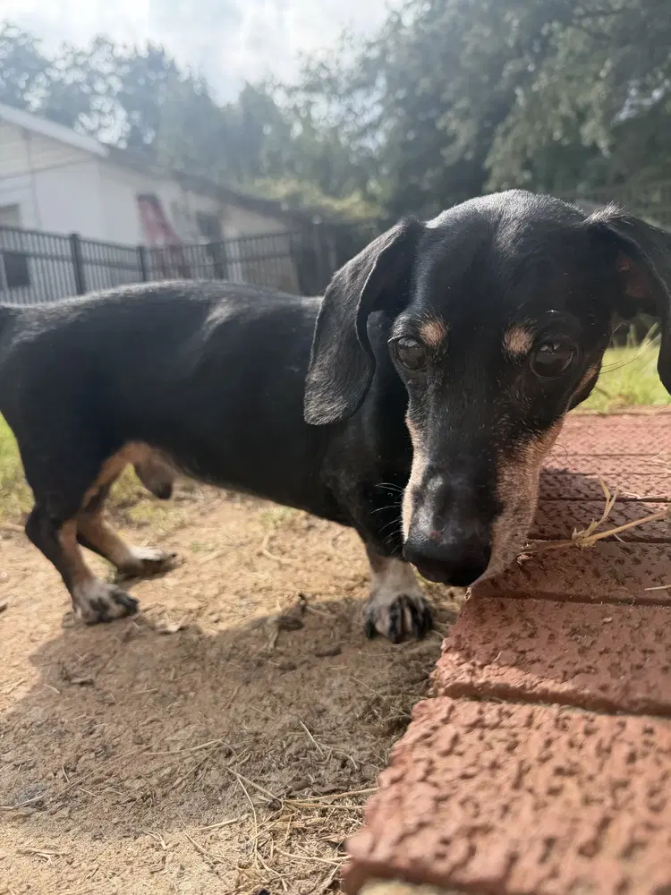 Gus image 3