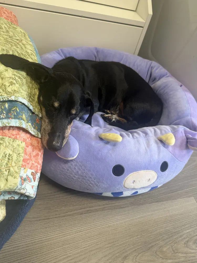 Gus image 4