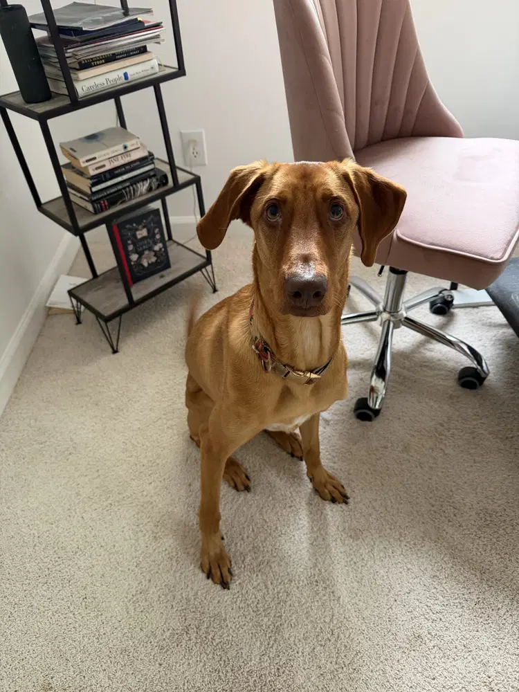 Bella-Roo - Vizsla