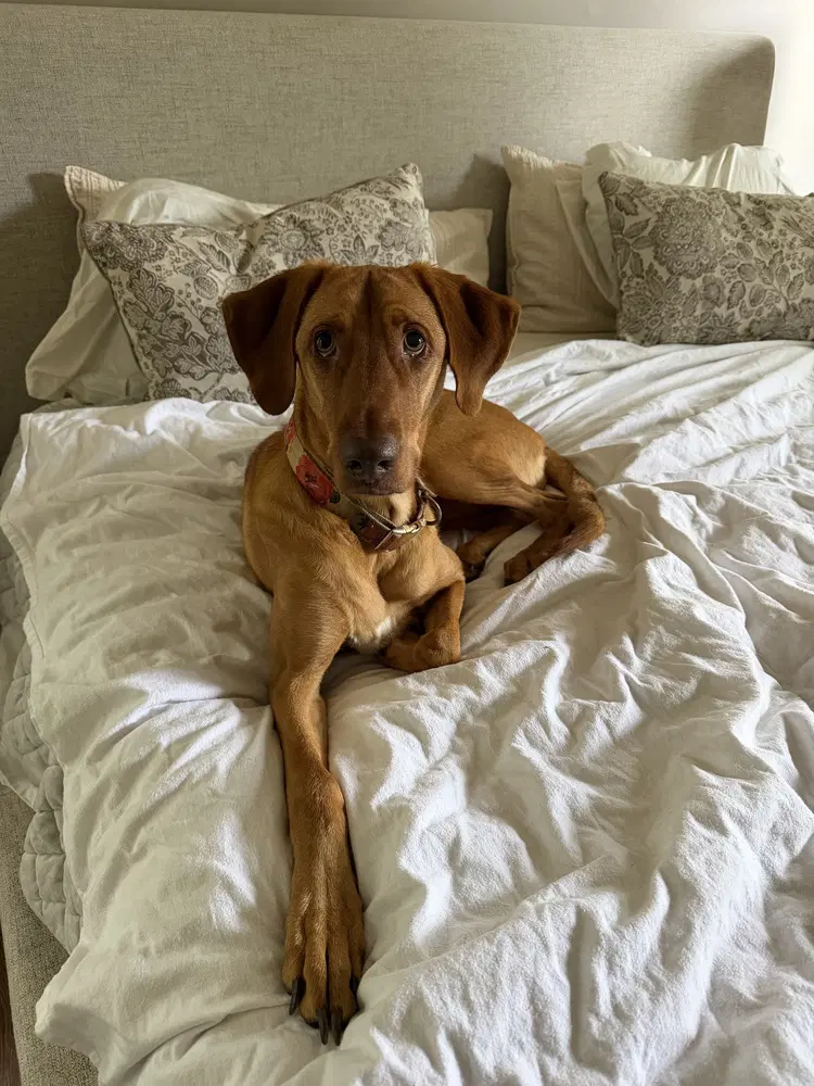 Bella-Roo image 2