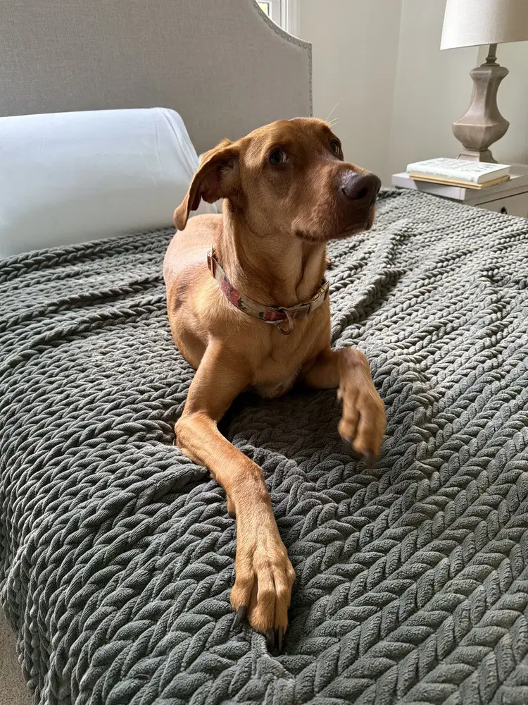 Bella-Roo image 4