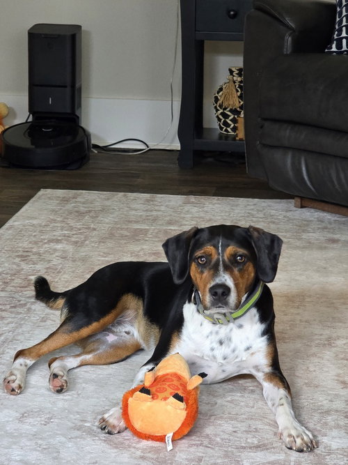 Henry, a dog for adoption from Piedmont Animal Rescue