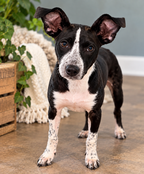 Wren, a dog for adoption from Piedmont Animal Rescue
