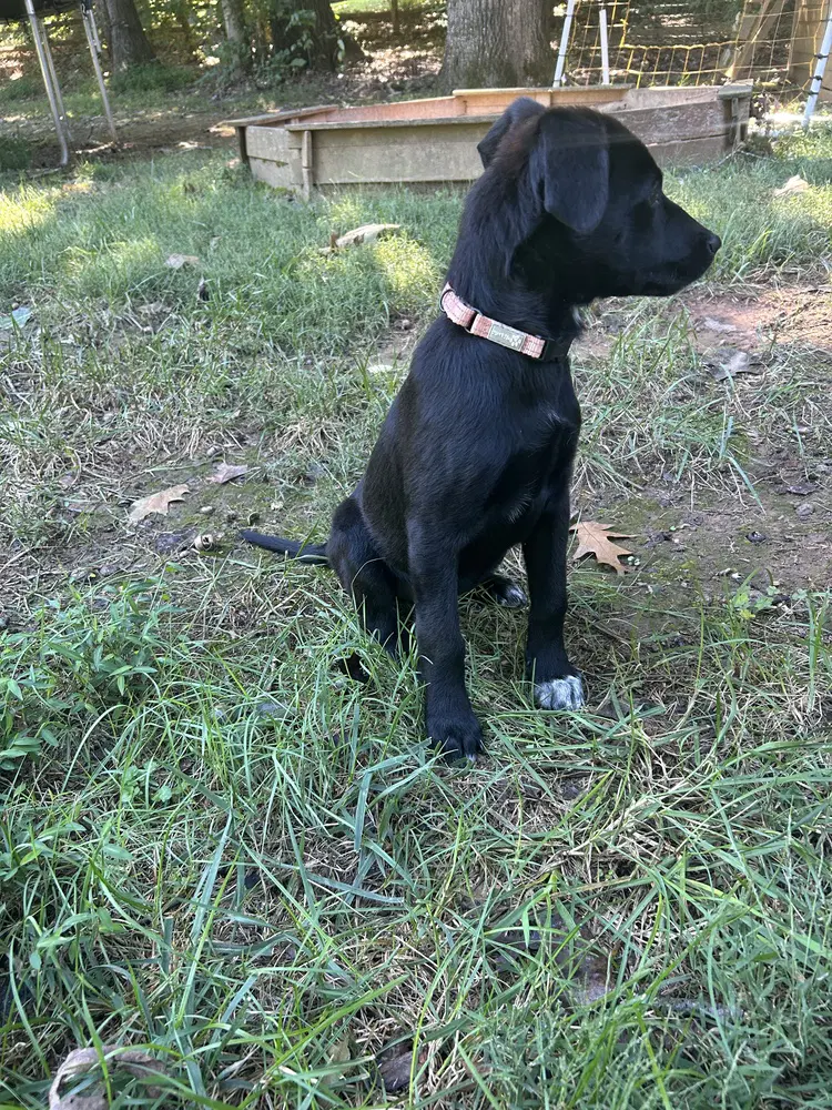 Frannie image 4