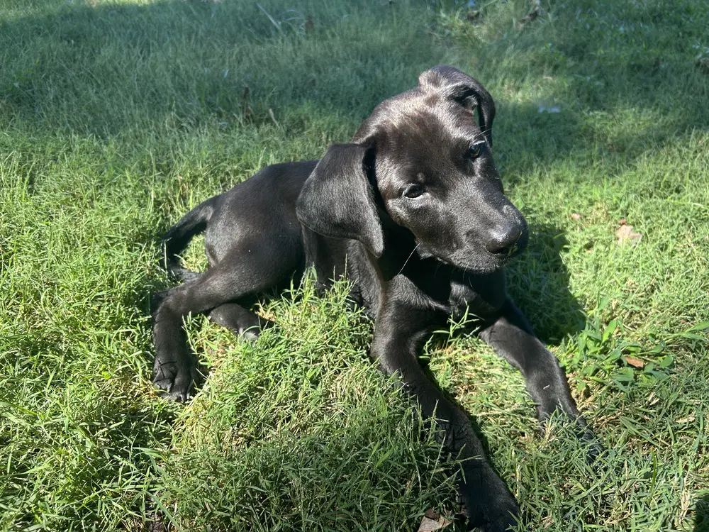 Winnie - Hound