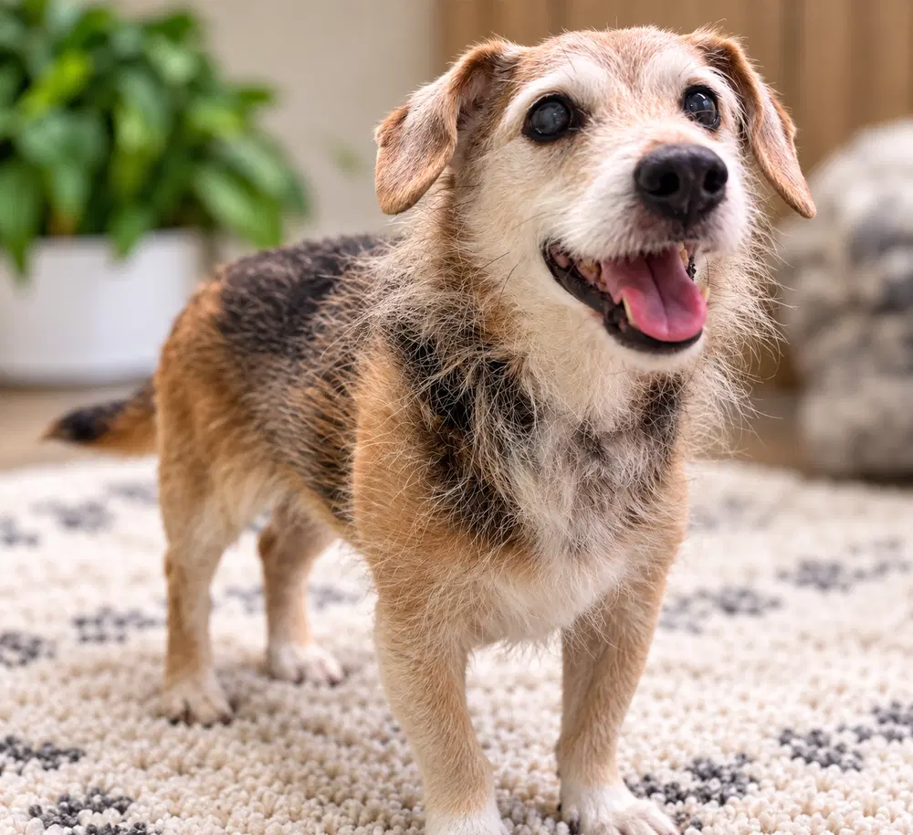 Rusty - Terrier