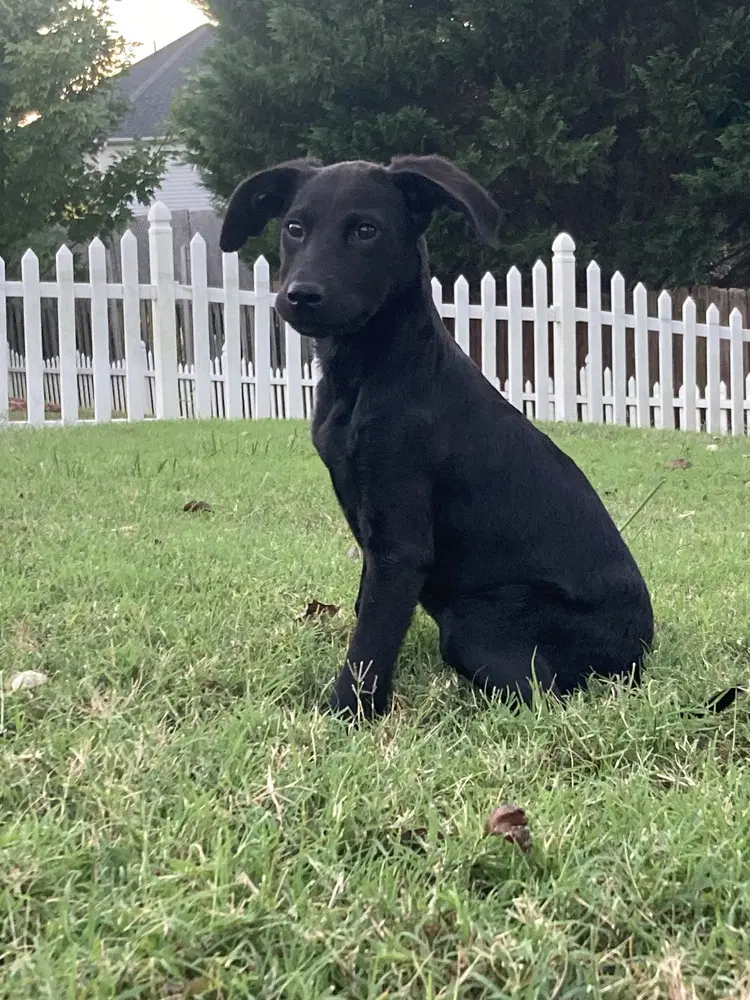 Olive - Hound