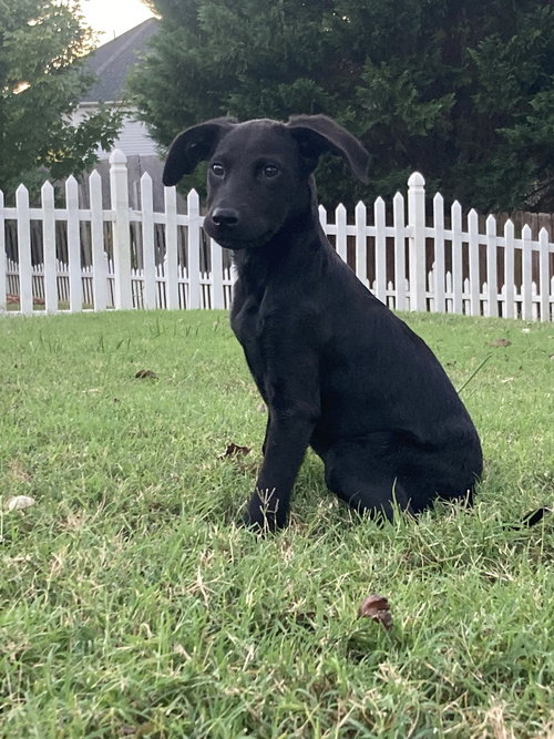 Olive, a dog for adoption from Piedmont Animal Rescue
