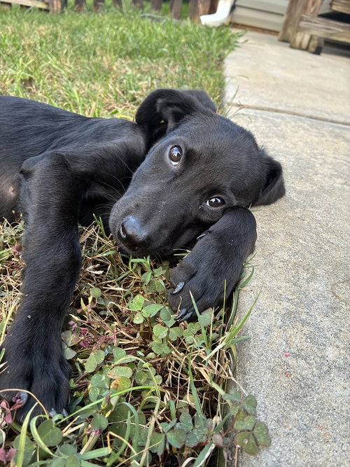 Photo 2 of Olive