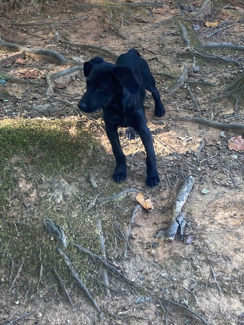 Photo 4 of Olive