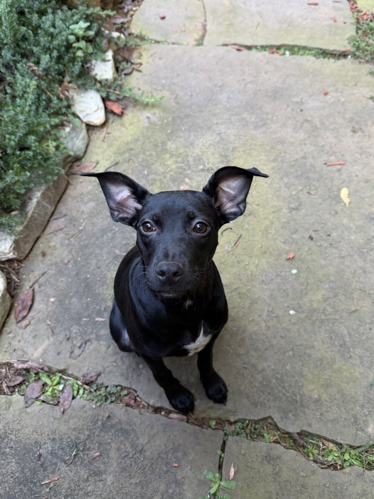 Daisy, photo 3